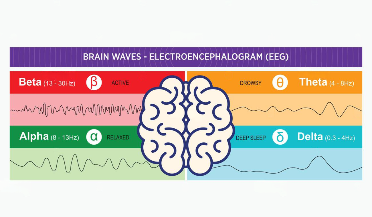 Brain waves detected by EEG